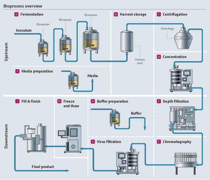 Panoramica del bioprocesso