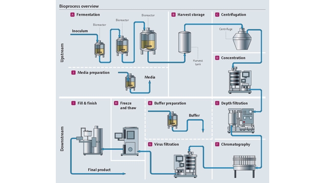 Panoramica del bioprocesso