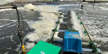 Qualità dell'acqua nella vasca di allevamento: monitoraggio di ossigeno disciolto, pH e salinità con sensori Memosens