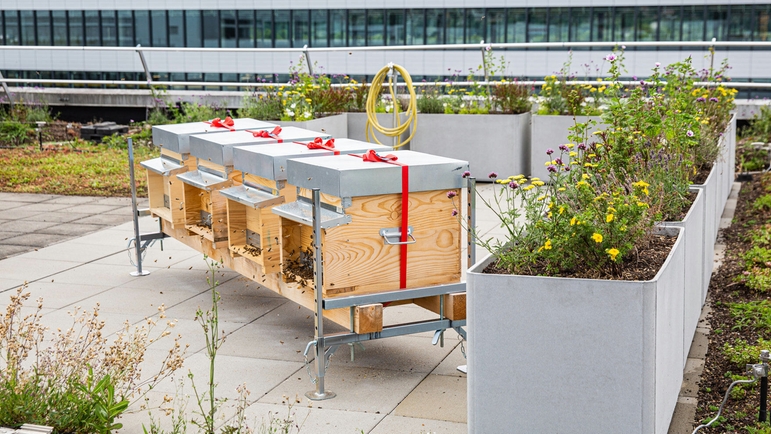 Api sul tetto di un edificio di produzione Endress+Hauser a Reinach, Svizzera