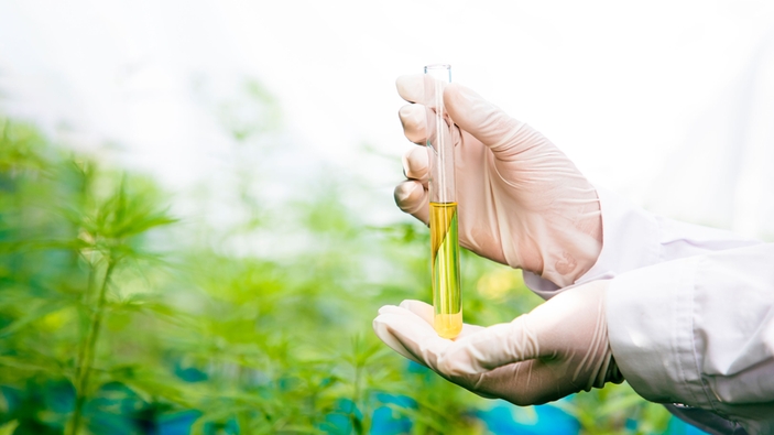Olio essenziale di cannabis in fiala di vetro