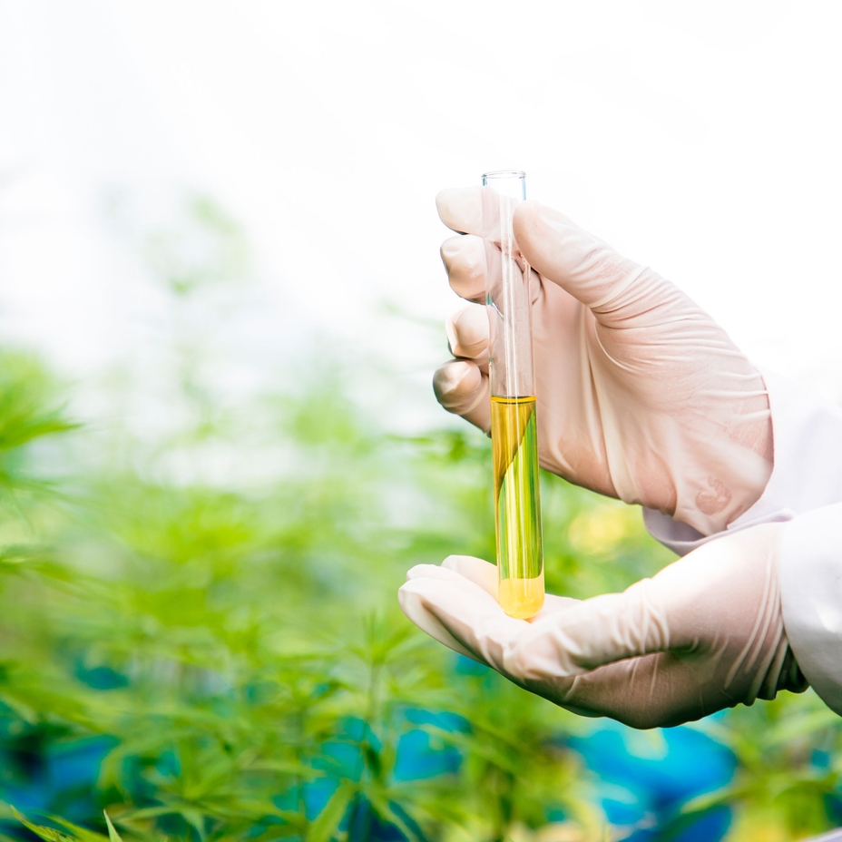 Olio essenziale di cannabis in fiala di vetro